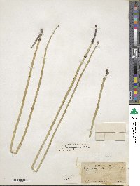 Equisetum laevigatum image