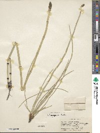 Equisetum laevigatum image