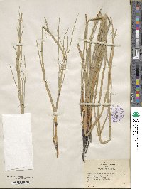 Equisetum laevigatum image