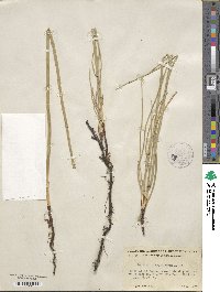 Equisetum laevigatum image