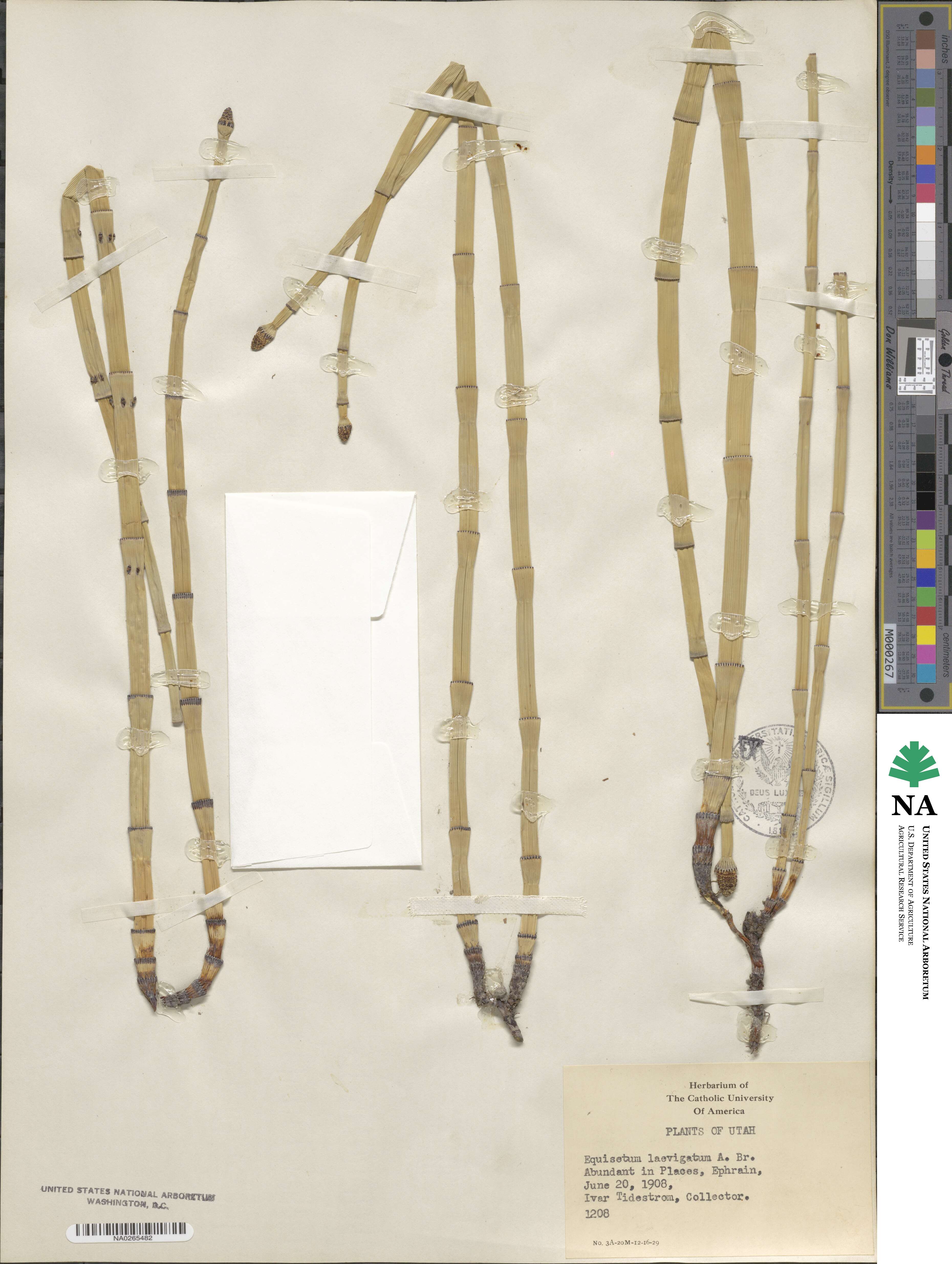 Equisetum laevigatum image