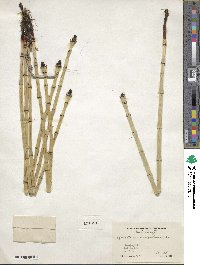 Equisetum laevigatum image