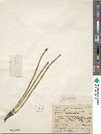 Equisetum laevigatum image