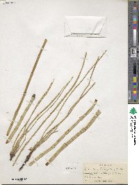 Equisetum laevigatum image