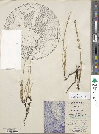 Equisetum palustre image