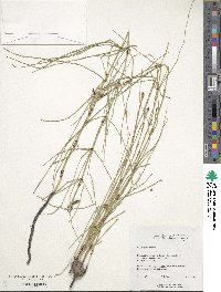 Equisetum palustre image