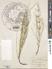 Equisetum palustre image