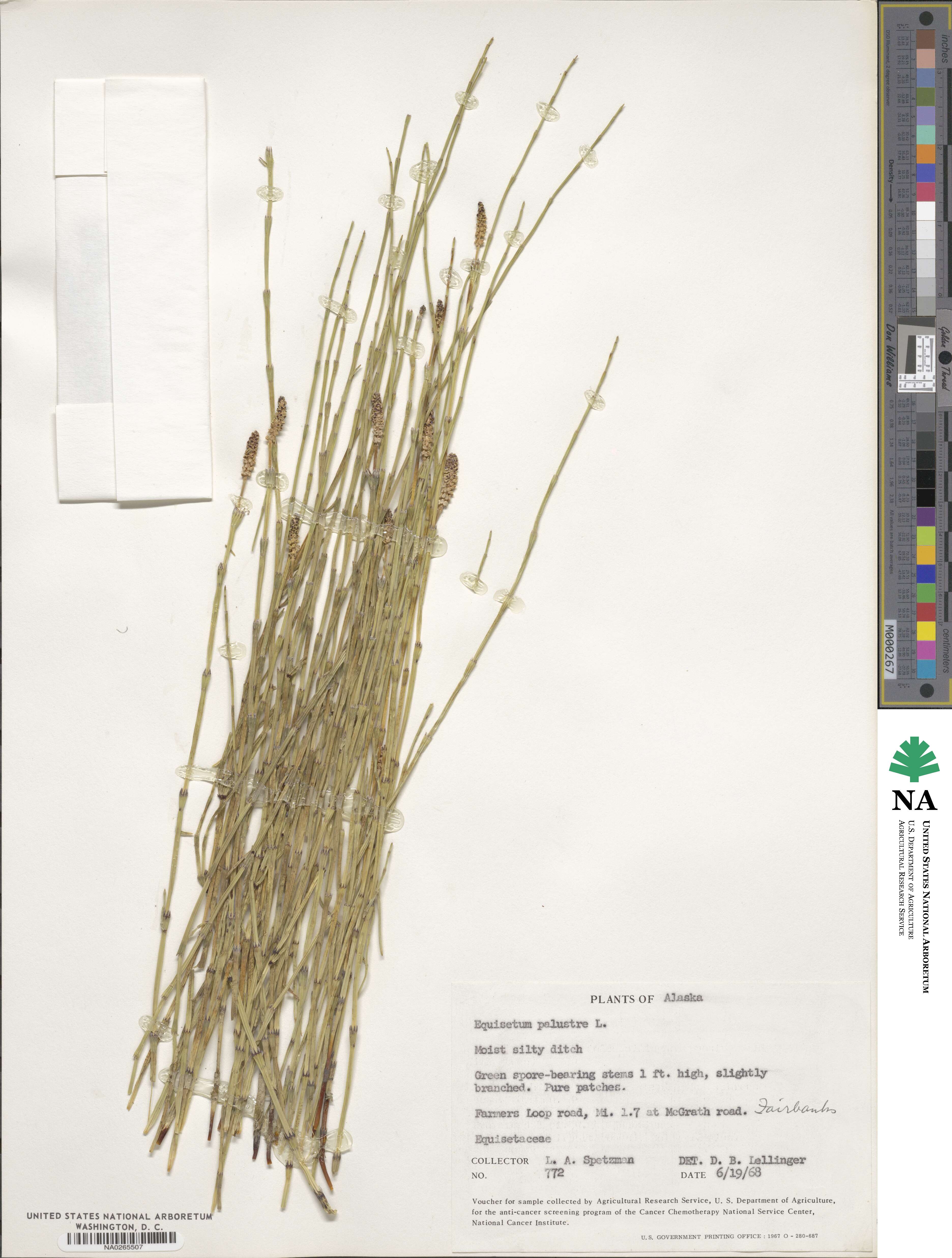 Equisetum palustre image