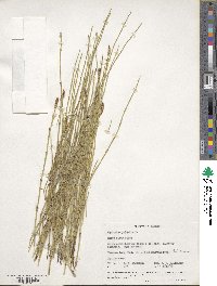 Equisetum palustre image