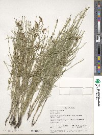 Equisetum palustre image