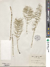 Image of Equisetum pratense