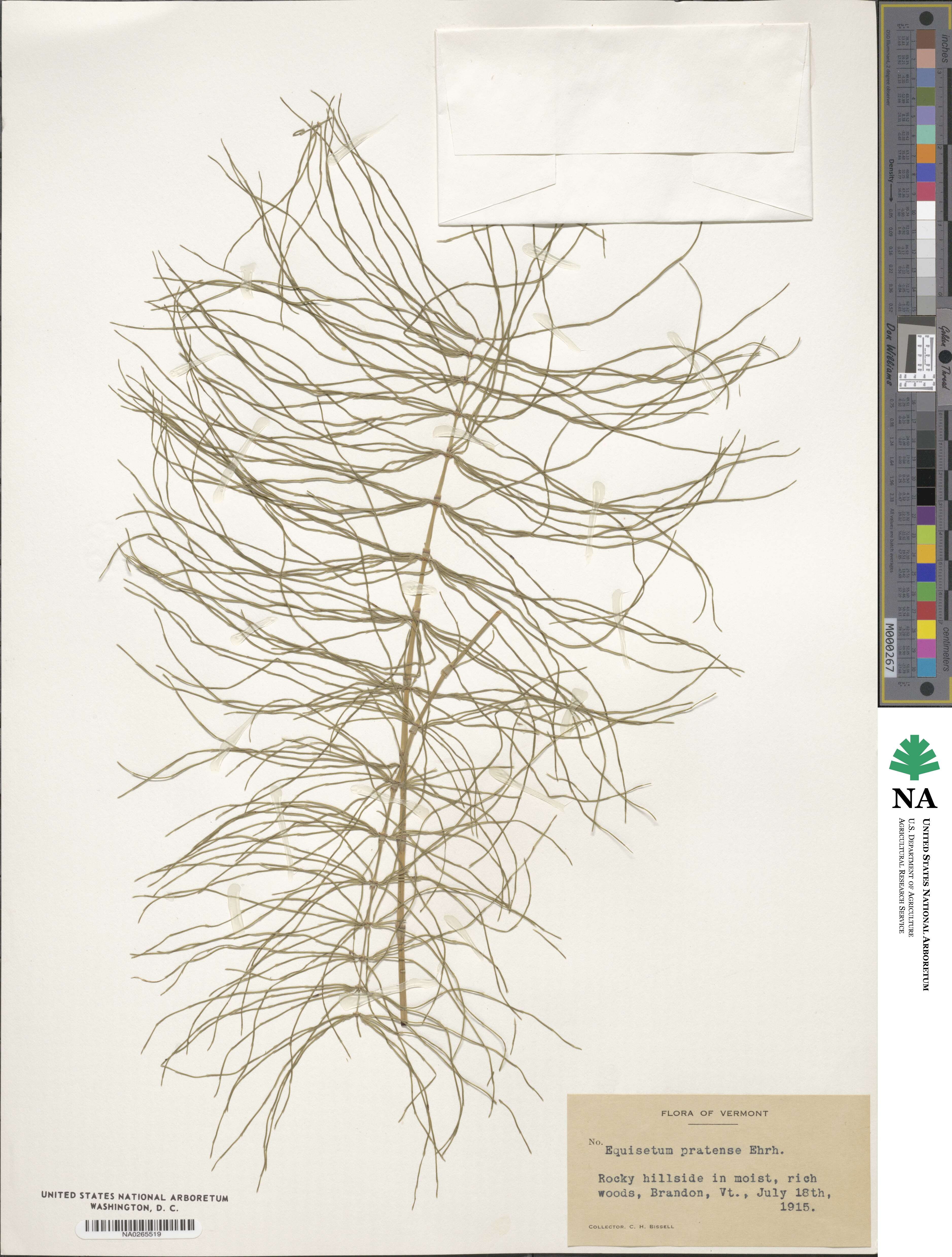 Equisetum pratense image
