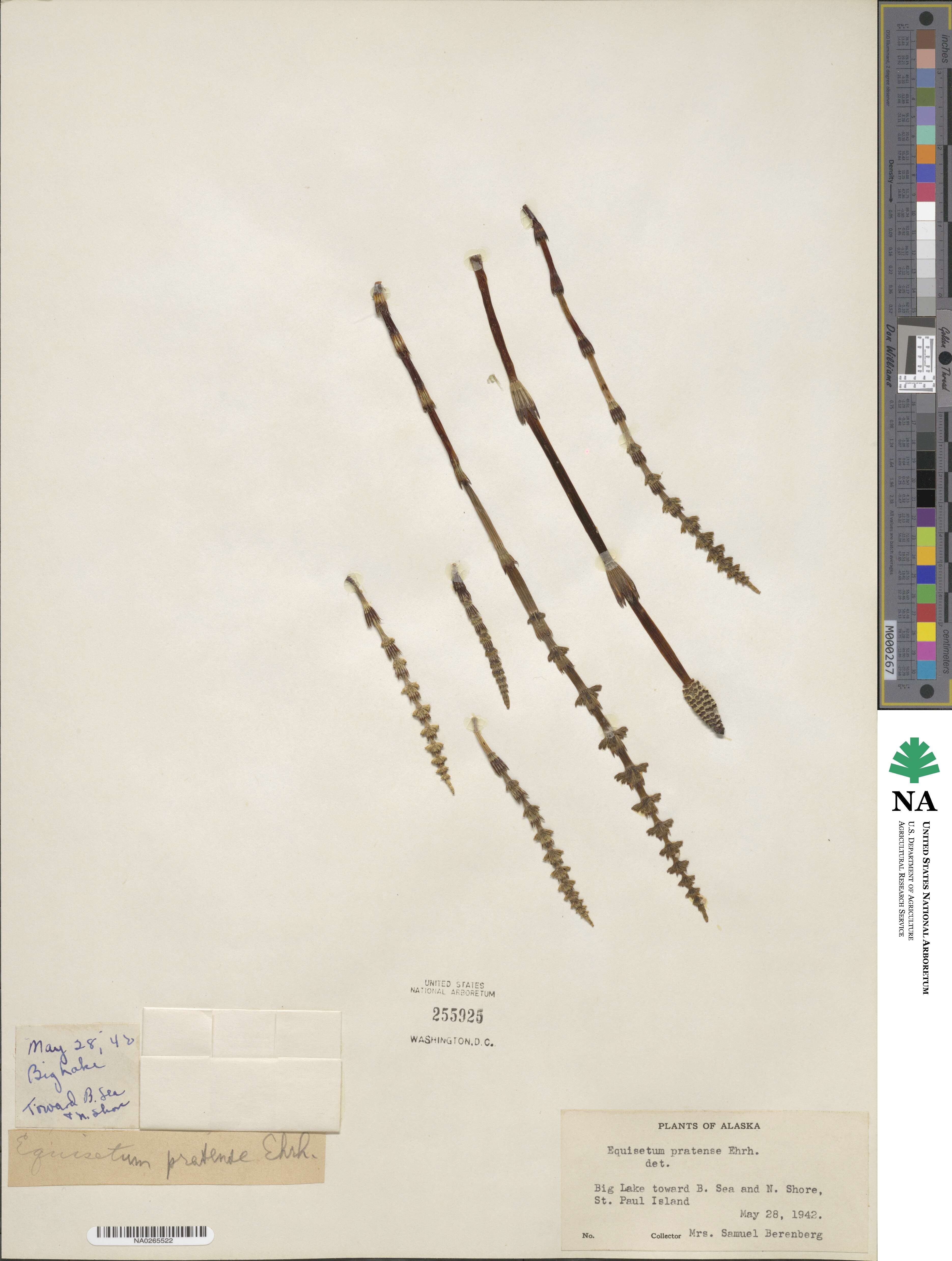 Equisetum pratense image
