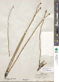 Equisetum laevigatum image