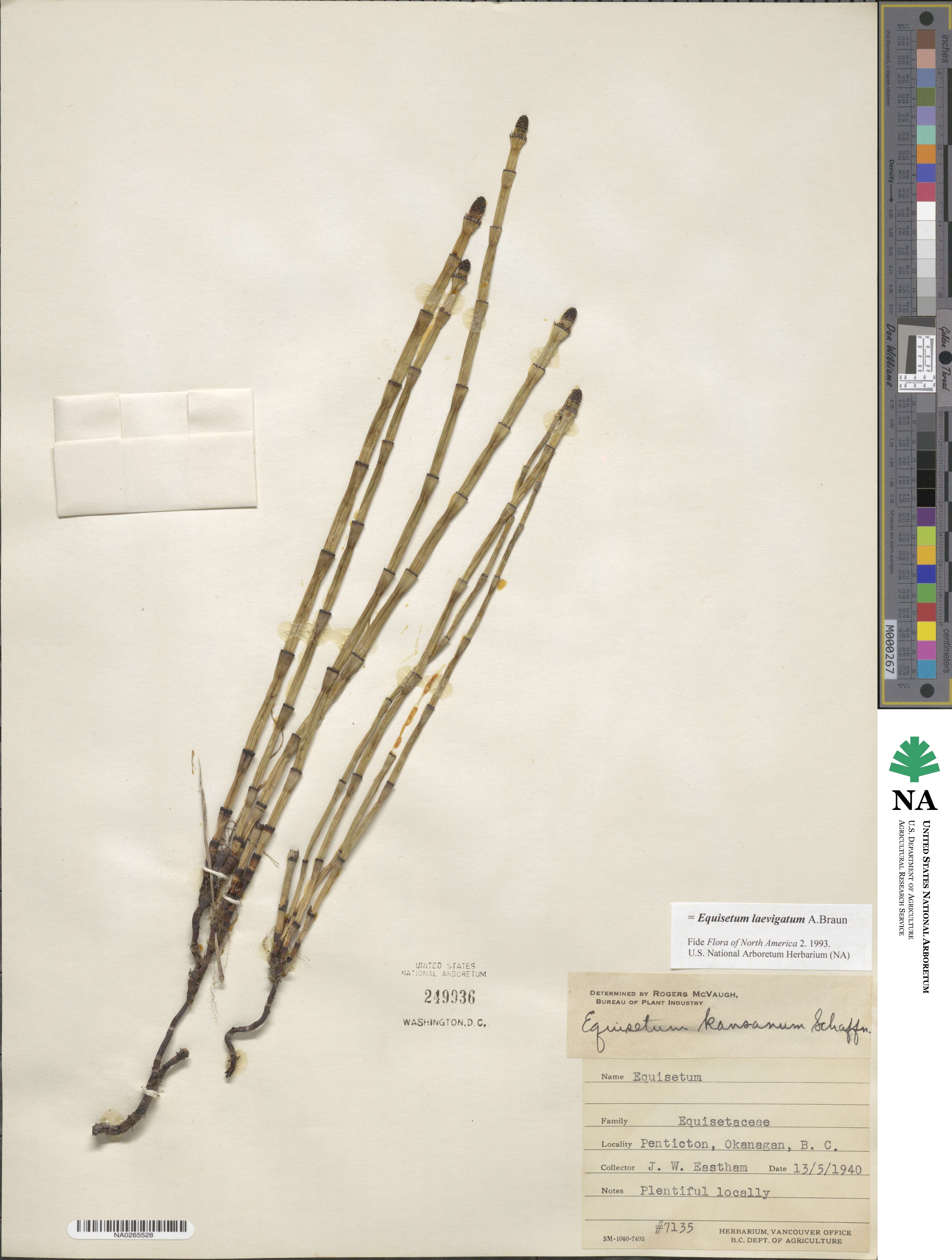 Equisetum laevigatum image