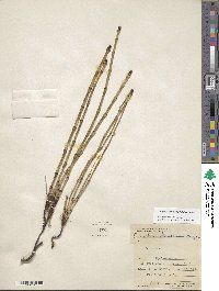 Equisetum laevigatum image