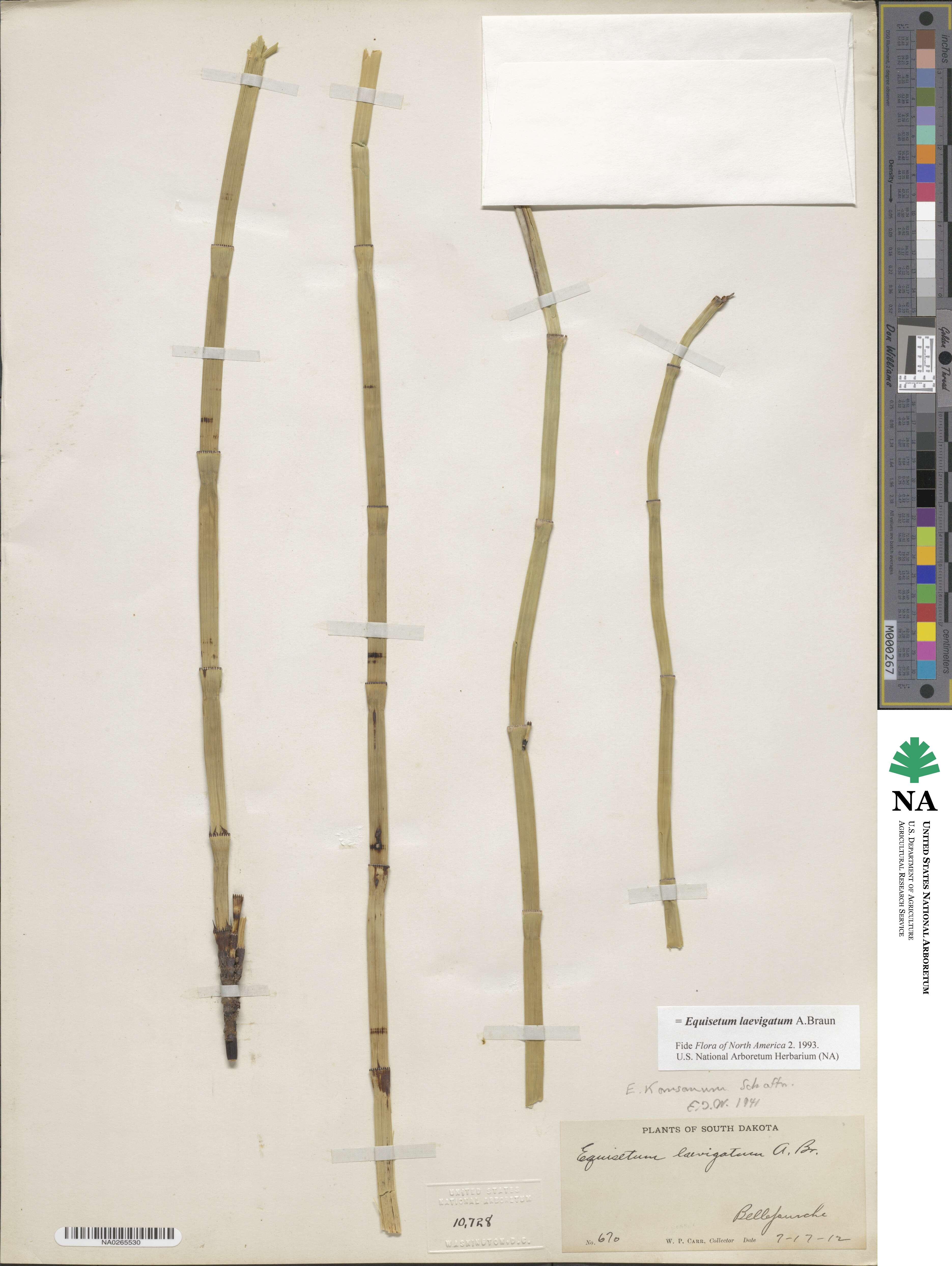 Equisetum laevigatum image
