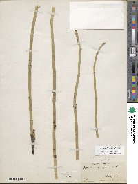 Equisetum laevigatum image