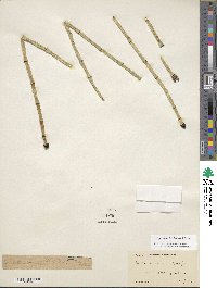 Equisetum laevigatum image