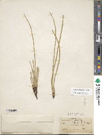 Equisetum laevigatum image