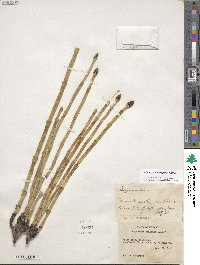 Equisetum laevigatum image