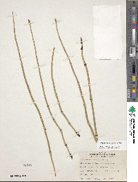 Equisetum laevigatum image