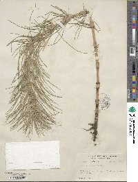 Equisetum fluviatile image