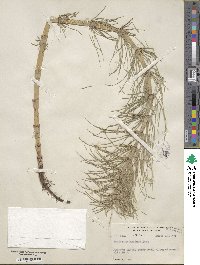 Equisetum fluviatile image