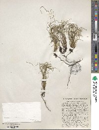 Equisetum scirpoides image