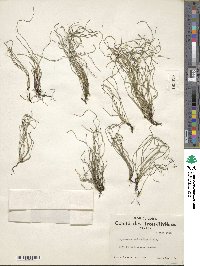 Equisetum scirpoides image