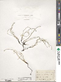 Equisetum scirpoides image