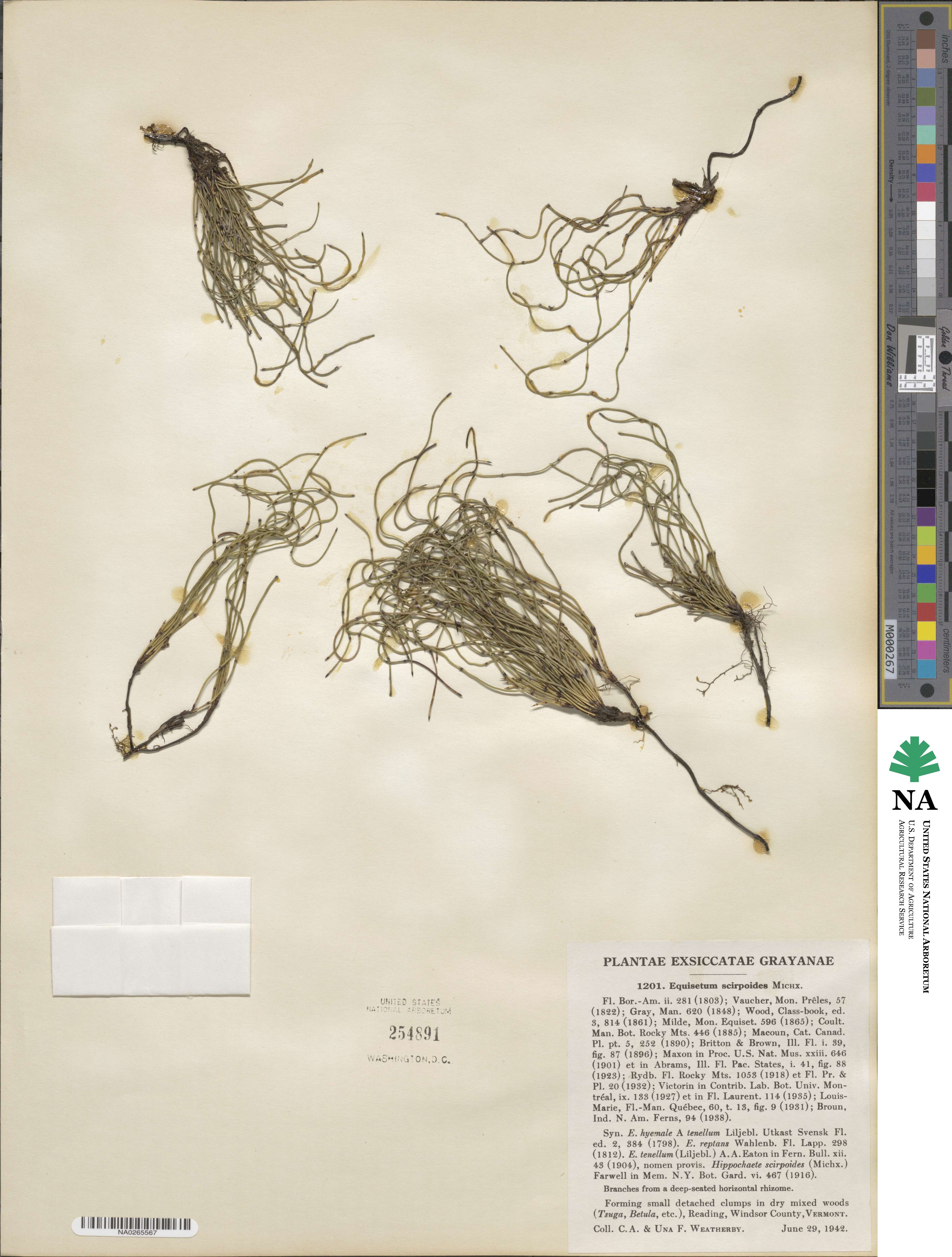 Equisetum scirpoides image