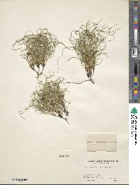 Equisetum scirpoides image