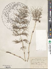 Equisetum sylvaticum image