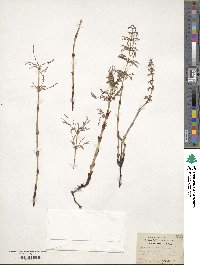 Equisetum sylvaticum image