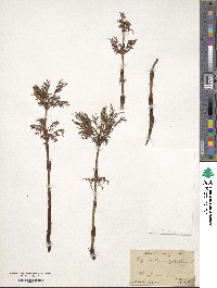 Equisetum sylvaticum image