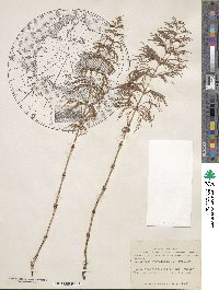 Equisetum sylvaticum image