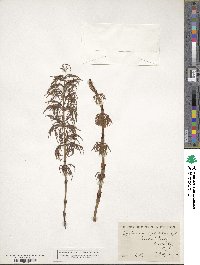 Equisetum sylvaticum image