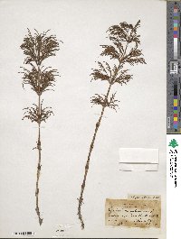 Equisetum sylvaticum image