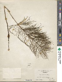 Equisetum sylvaticum image