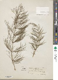 Equisetum sylvaticum image