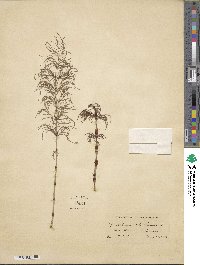 Equisetum sylvaticum image