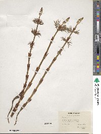 Equisetum sylvaticum image