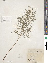 Equisetum sylvaticum image