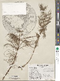 Equisetum sylvaticum image