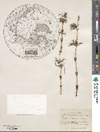 Equisetum sylvaticum image