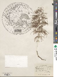 Equisetum sylvaticum image