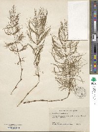 Equisetum sylvaticum image