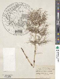 Equisetum sylvaticum image