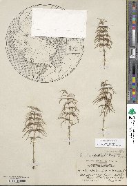 Equisetum sylvaticum image